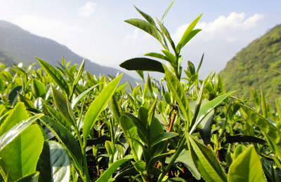 雪香茶葉代理與銷售 開(kāi)啟茶香事業(yè)新篇章
