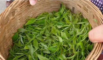 從茶臺(tái)到舞臺(tái) 30歲逆襲創(chuàng)業(yè)，借力煥唄成就富一代傳奇